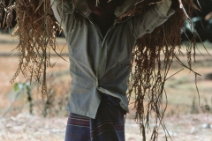 Lewella – Sri Lanka – 1983 - Foto: Ole Holbech