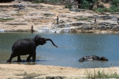 Lewella – Sri Lanka – 1983 - Foto: Ole Holbech