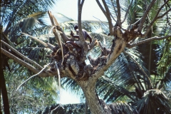 Lewella – Sri Lanka – 1983 - Foto: Ole Holbech