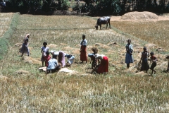 Lewella – Sri Lanka – 1983 - Foto: Ole Holbech