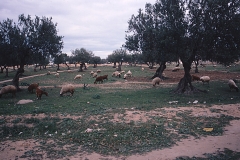 Matmata - Tunesia - 1985 - Foto: Ole Holbech