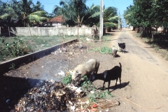 Negombo - Sri Lanka - 1987 - Foto: Ole Holbech