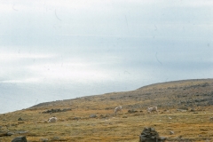 Nordkapp - Norge - 1987 - Foto: Ole Holbech