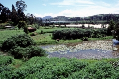 Nuwara Eliya - Sri Lanka - 1987 - Foto: Ole Holbech