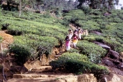 Labookellie Group - Nuwara Eliya - Sri Lanka - 1987 - Foto: Ole Holbech