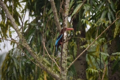 Port Blair – Andaman and Nicobar Islands - India - 2018 - Foto: Ole Holbech