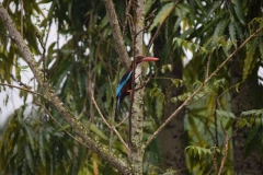 Port Blair – Andaman and Nicobar Islands - India - 2018 - Foto: Ole Holbech