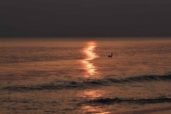 Radhanagar Beach - Andaman Islands - India - 2018 - Foto: Ole Holbech