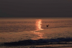 Radhanagar Beach - Andaman Islands - India - 2018 - Foto: Ole Holbech