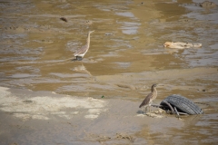 Yangon River - Rangoon - Myanmar - Burma - 2019