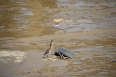 Yangon River - Rangoon - Myanmar - Burma - 2019