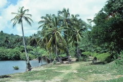 Requin Bay - Grenada - 1981 - Foto: Ole Holbech