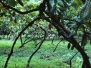 Requin Bay - Grenada - 1981