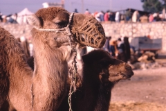 Sousse - Tunesia - 1985 - Foto: Ole Holbech