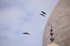 Taj Mahal - Agra - Uttar Pradesh - India - 2018 - Foto: Ole Holbech