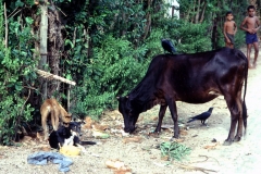 Tangalle - Sri Lanka - 1987 - Foto: Ole Holbech