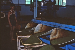 Wewessa Tea Factory - Badulla - Sri Lanka - 1983 - Foto: Ole Holbech