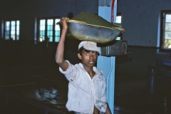 Wewessa Tea Factory - Badulla - Sri Lanka - 1983 - Foto: Ole Holbech