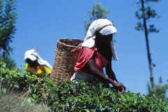 Wewessa Tea Factory - Badulla - Sri Lanka - 1983 - Foto: Ole Holbech