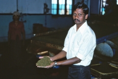 Wewessa Tea Factory - Badulla - Sri Lanka - 1983 - Foto: Ole Holbech