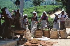 Wewessa Tea Factory - Badulla - Sri Lanka - 1983 - Foto: Ole Holbech