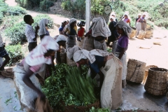 Wewessa Tea Factory - Badulla - Sri Lanka - 1983 - Foto: Ole Holbech