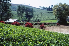 Wewessa Tea Factory - Badulla - Sri Lanka - 1983 - Foto: Ole Holbech