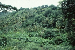 Windward - Grenada - 1981 - Foto: Ole Holbech