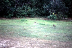 Yala National Park - Sri Lanka - 1987 - Foto: Ole Holbech