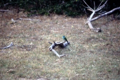 Yala National Park - Sri Lanka - 1987 - Foto: Ole Holbech