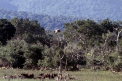 Yala National Park - Sri Lanka - 1987 - Foto: Ole Holbech