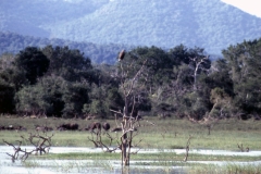 Yala National Park - Sri Lanka - 1987 - Foto: Ole Holbech