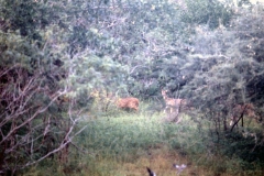 Yala National Park - Sri Lanka - 1987 - Foto: Ole Holbech