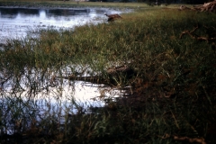 Yala National Park - Sri Lanka - 1987 - Foto: Ole Holbech