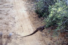 Yala National Park - Sri Lanka - 1987 - Foto: Ole Holbech