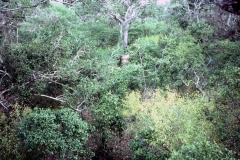 Yala National Park - Sri Lanka - 1987 - Foto: Ole Holbech