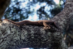 Yala National Park - Sri Lanka - 1987 - Foto: Ole Holbech