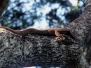 	 Yala National Park - Sri Lanka - 1987