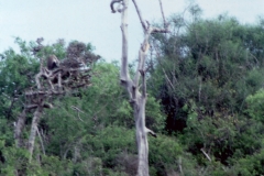 Yala National Park - Sri Lanka - 1987 - Foto: Ole Holbech