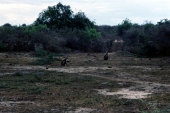 Yala National Park - Sri Lanka - 1987 - Foto: Ole Holbech