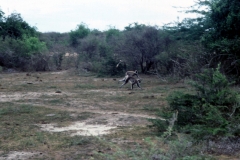 Yala National Park - Sri Lanka - 1987 - Foto: Ole Holbech