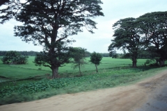 Yala National Park - Sri Lanka - 1987 - Foto: Ole Holbech