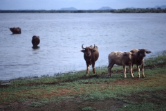 Yala National Park - Sri Lanka - 1987 - Foto: Ole Holbech