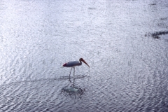 Yala National Park - Sri Lanka - 1987 - Foto: Ole Holbech