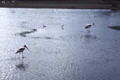 Yala National Park - Sri Lanka - 1987 - Foto: Ole Holbech