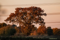MGL0848 MGL0848