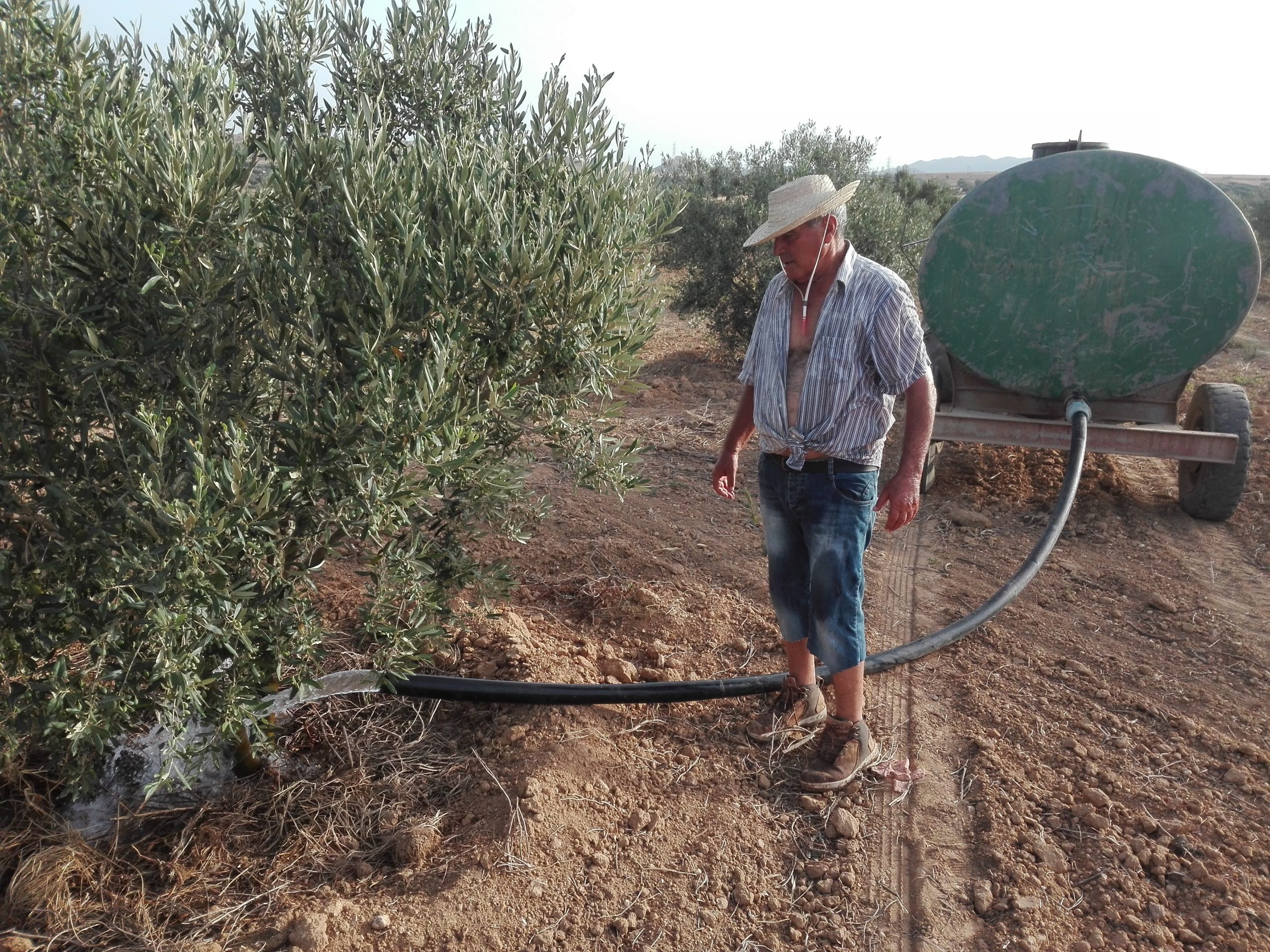 Olive oil Tourism in Tunisia