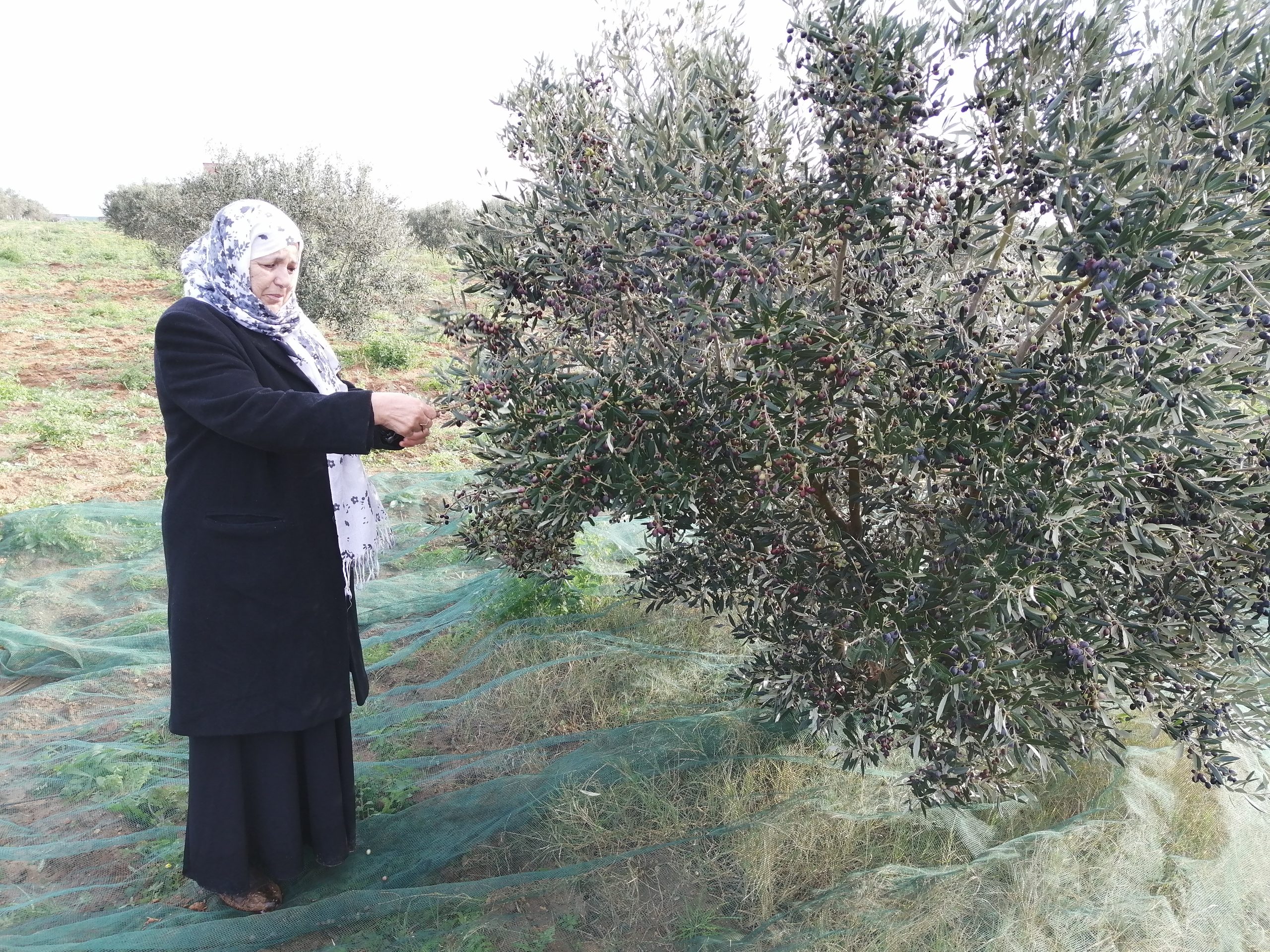 Olive Oil Tourism Oléotourisme Tunisia