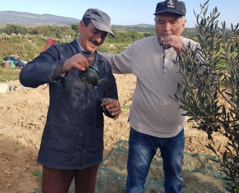 Olive oil Tourism in Tunisia