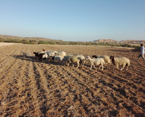 Olive oil Tourism in Tunisia